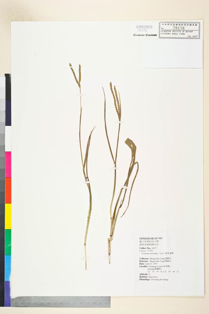 <Unit #72641 Yang, Sheng-Zehn | 楊勝任 | 28075:: | Paspalum orbiculare G. Forst.>