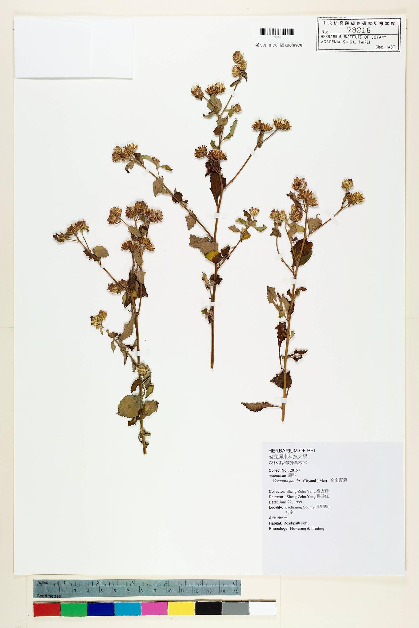 Sample image for viewer