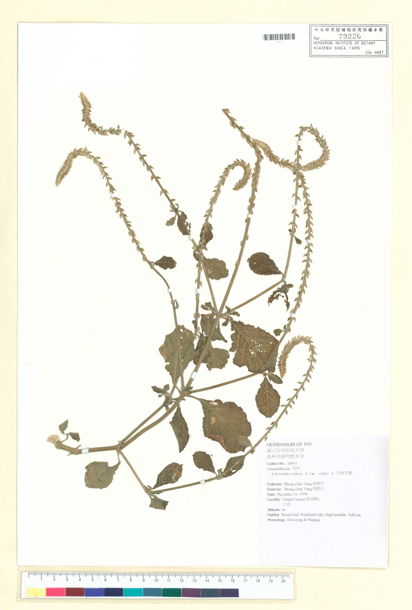 Sample image for viewer