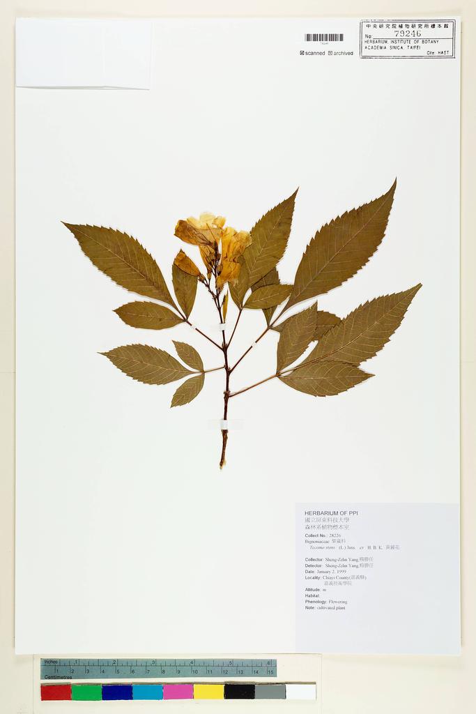 <Unit #49194 Yang, Sheng-Zehn | 楊勝任 | 28226:: | Tecoma stans (L.) H. B. & K.>