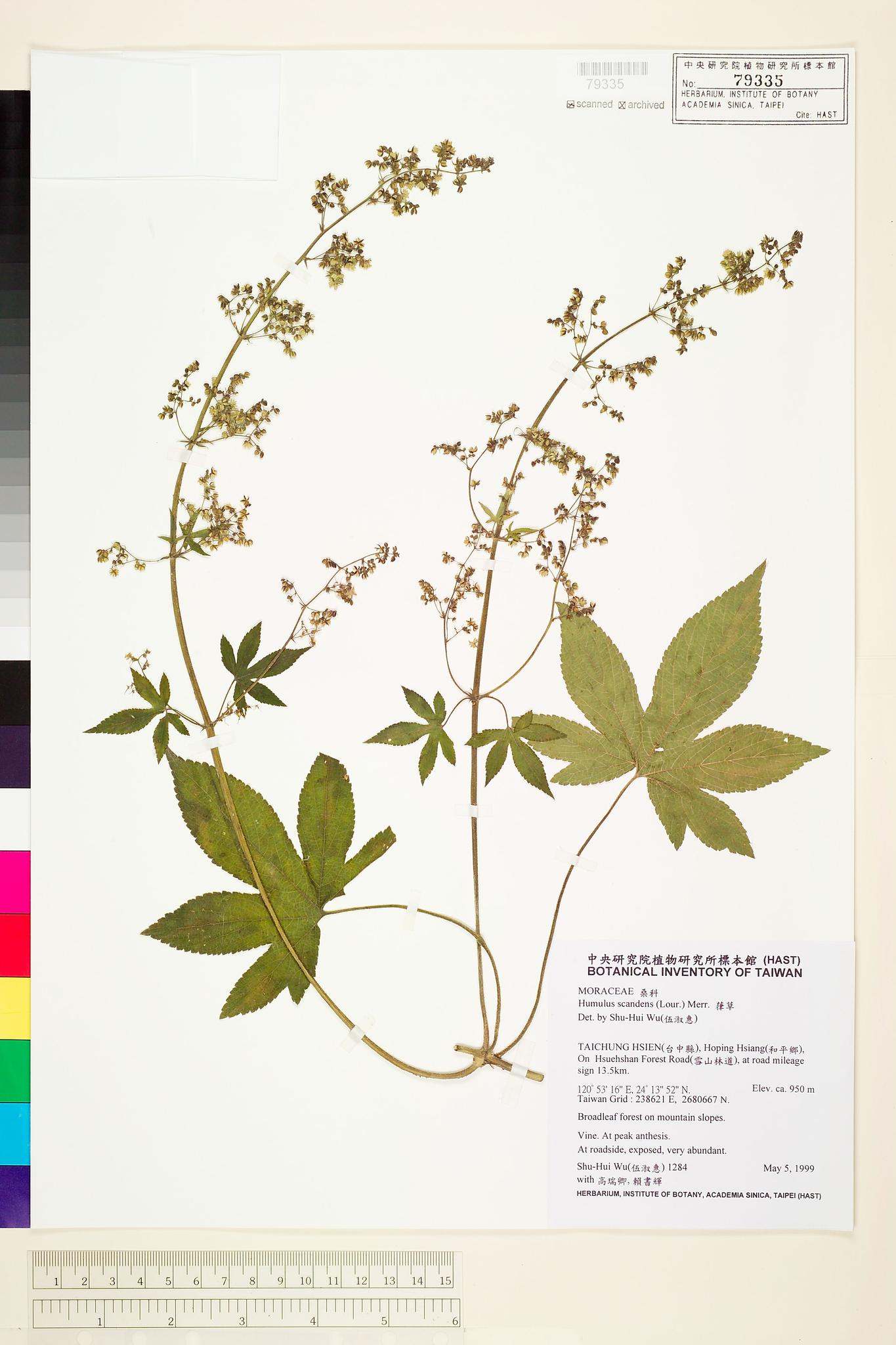 Sample image for viewer