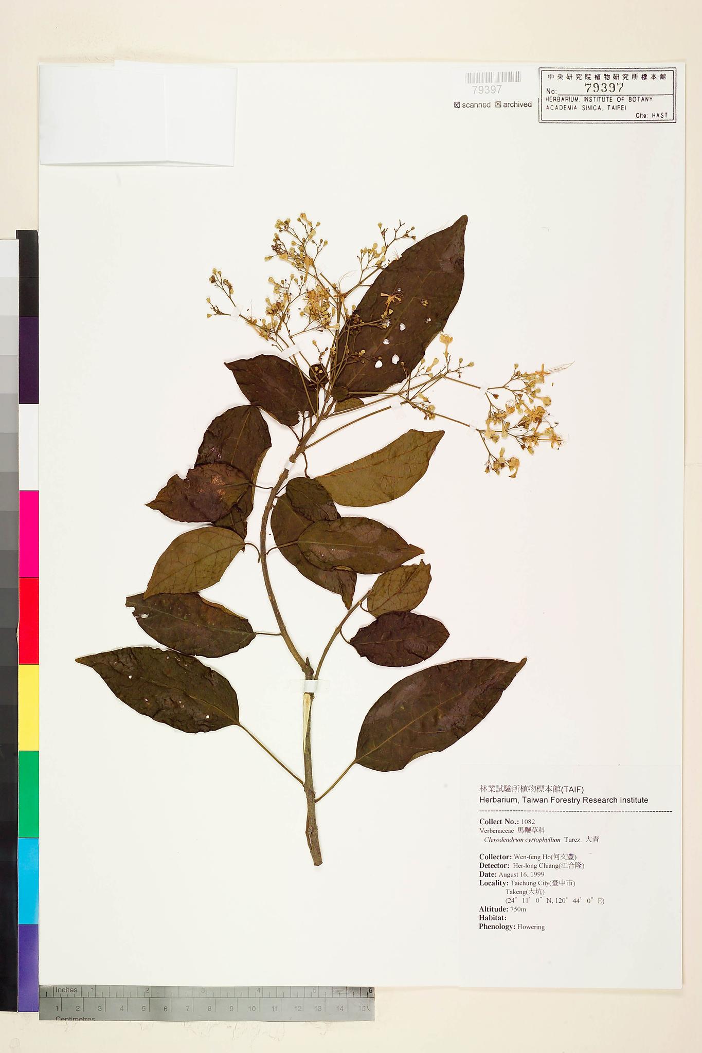 Sample image for viewer