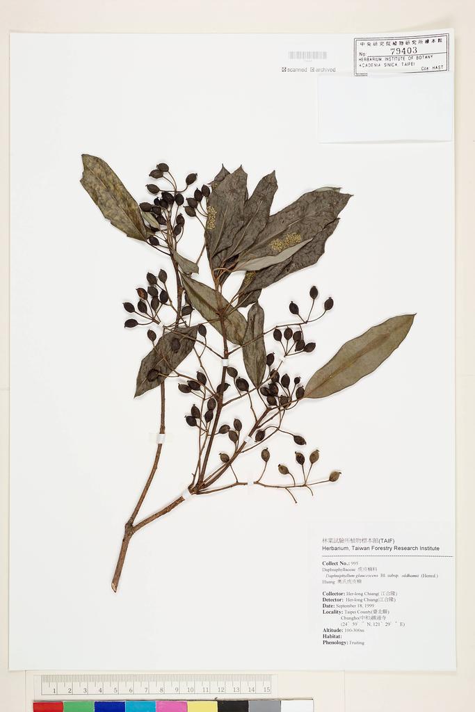 <Unit #51355 Chiang, Her-long | 江合隆 | 995:: | Daphniphyllum glaucescens subsp. oldhamii T.C. Huang>