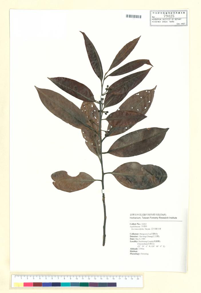 <Unit #35425 Lu, Sheng-You | 呂勝由 | 16063:: | Ilex lonicerifolia Hayata>