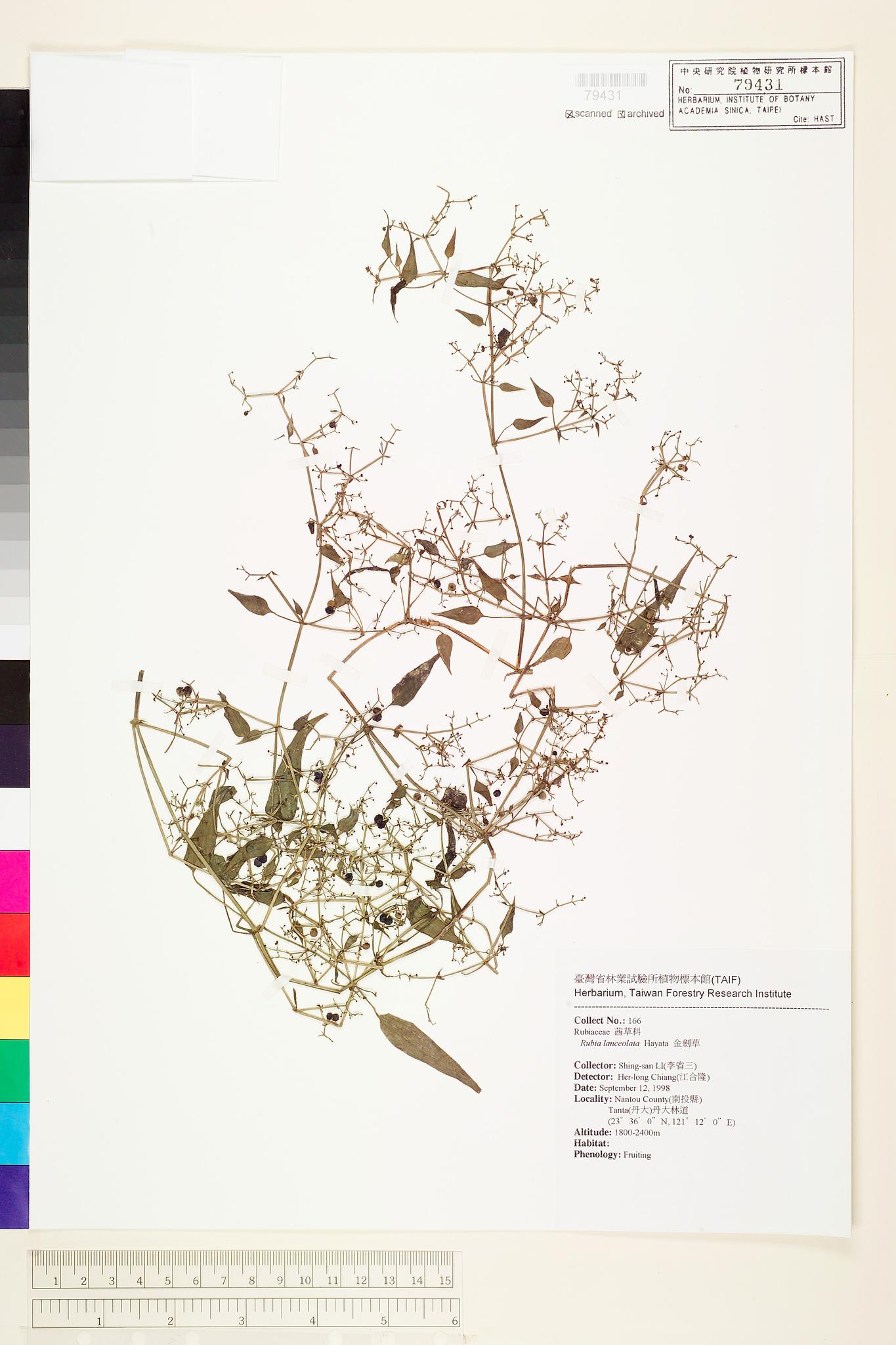 Sample image for viewer