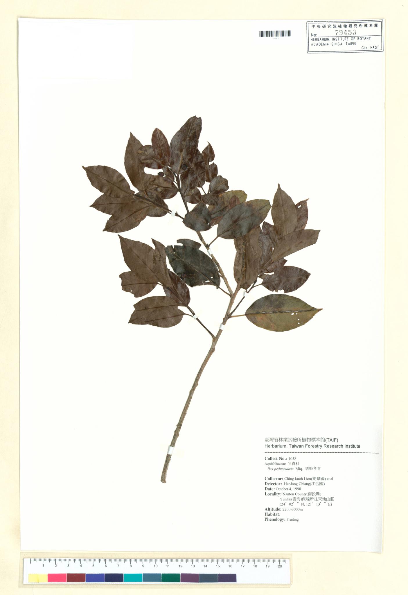 Sample image for viewer