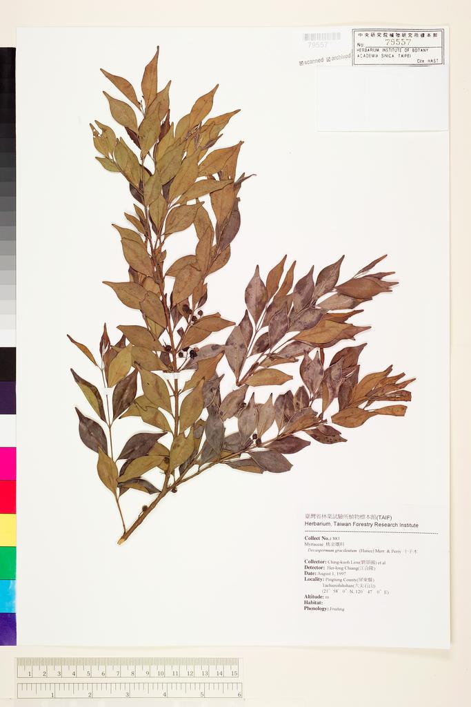 <Unit #68337 Liou, Ching-kuoh | 劉景國 | 883:: | Decaspermum gracilentum (Hance) Merr. & Perry>