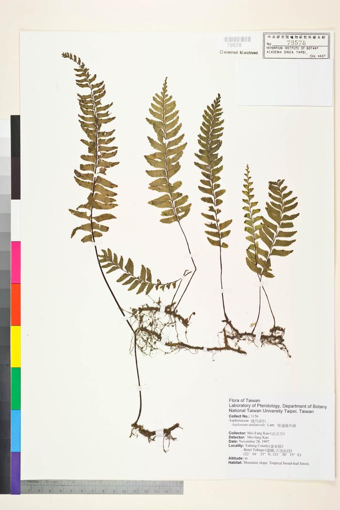 <Unit #83549 Kao, Mei-Fang | 高美芳 | 3156:: | Asplenium unilaterale Lam.>