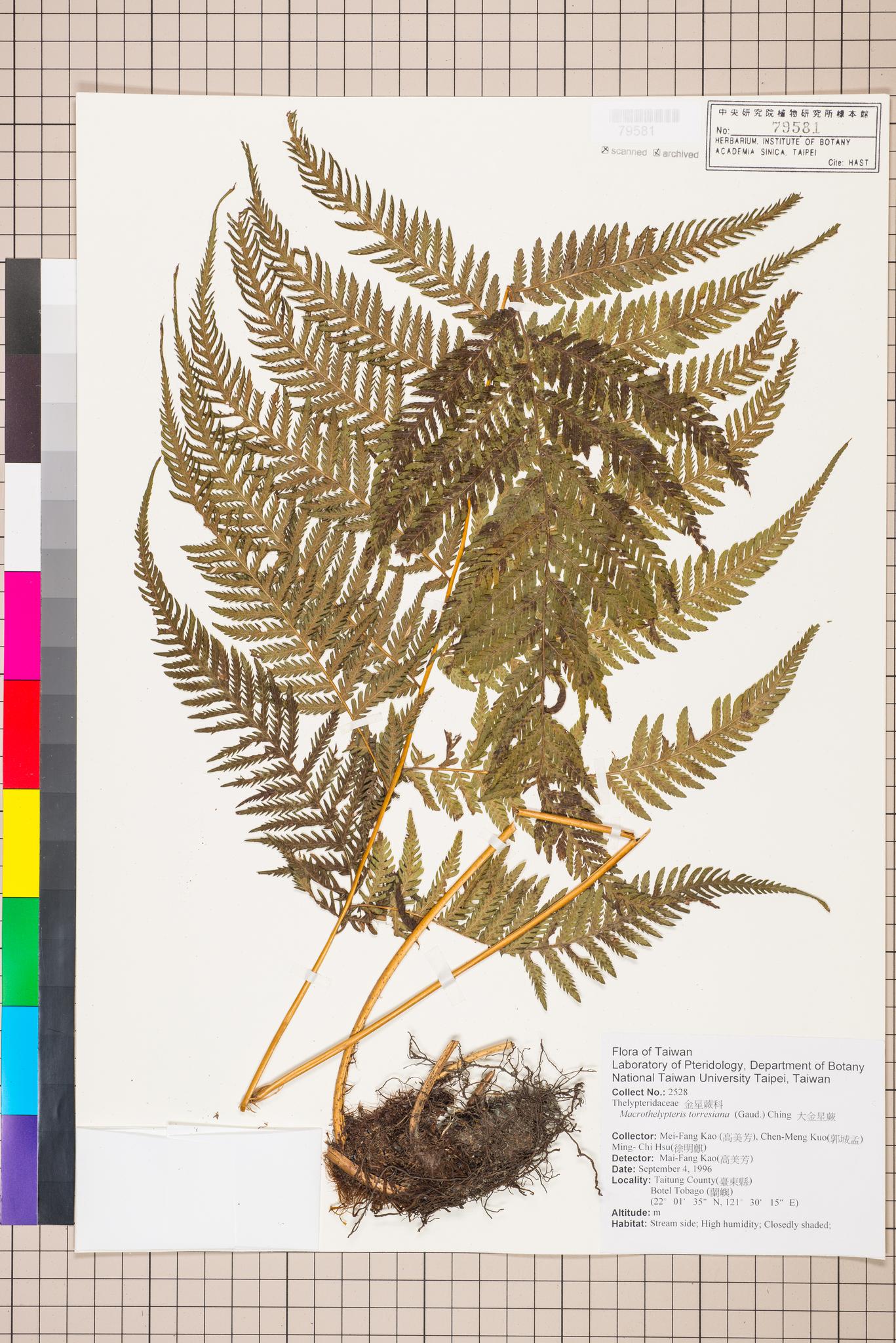 Sample image for viewer