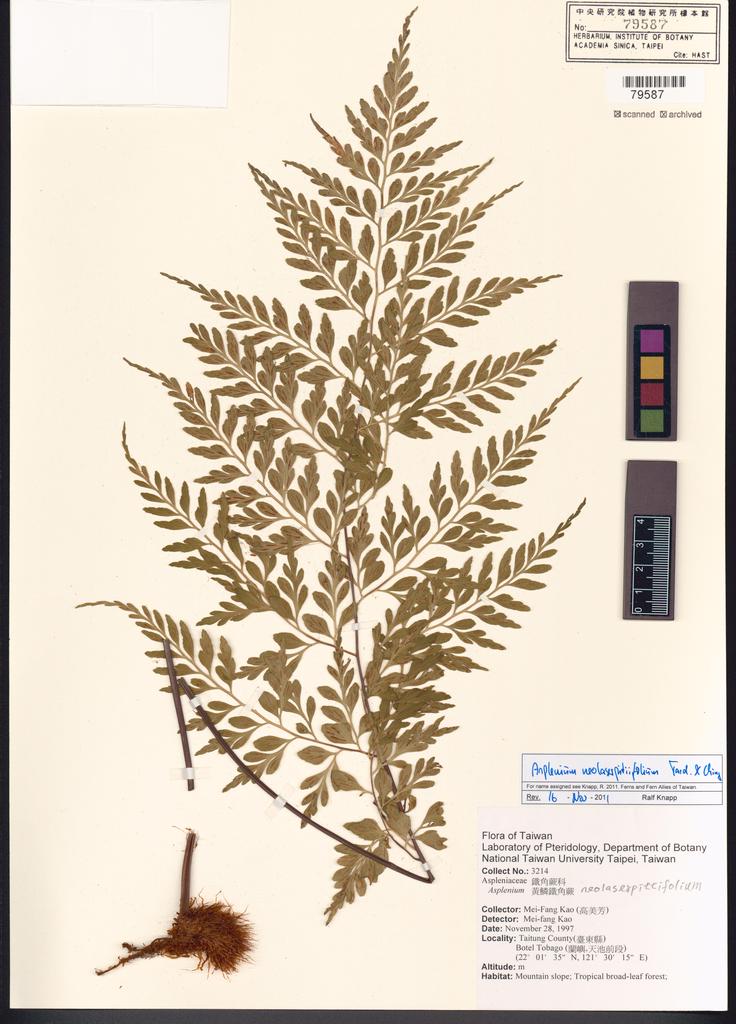 <Unit #82865 Kao, Mei-Fang | 高美芳 | 3214:: | Asplenium neolaserpitiifolium Tardieu & Ching>