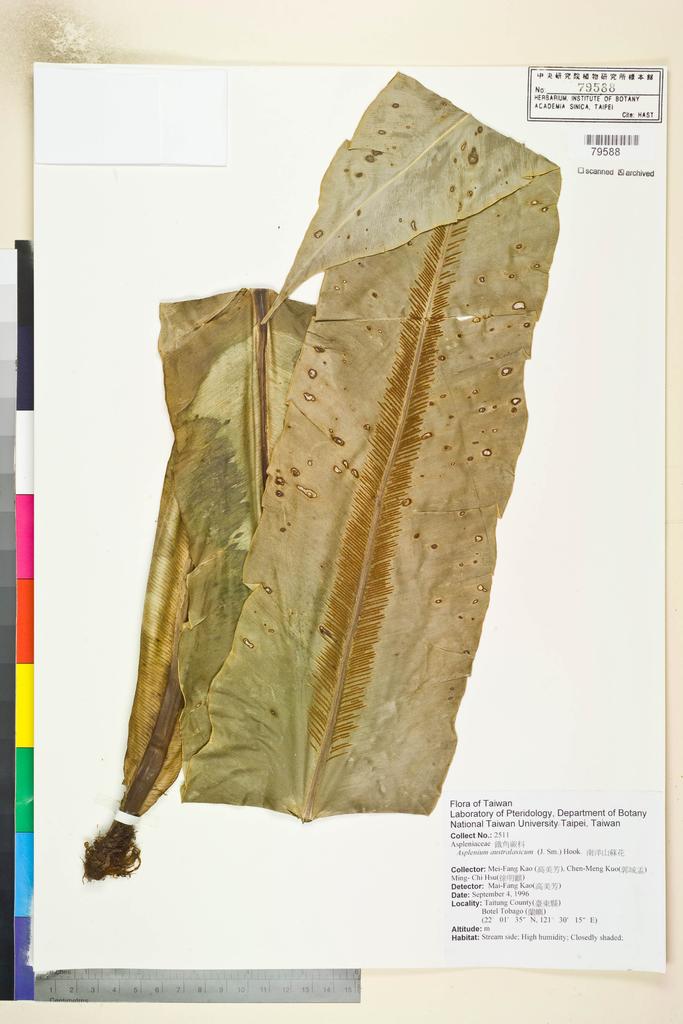 <Unit #82628 Kao, Mei-Fang | 高美芳 | 2511:: | Asplenium australasicum (J. Sm.) Hook.>
