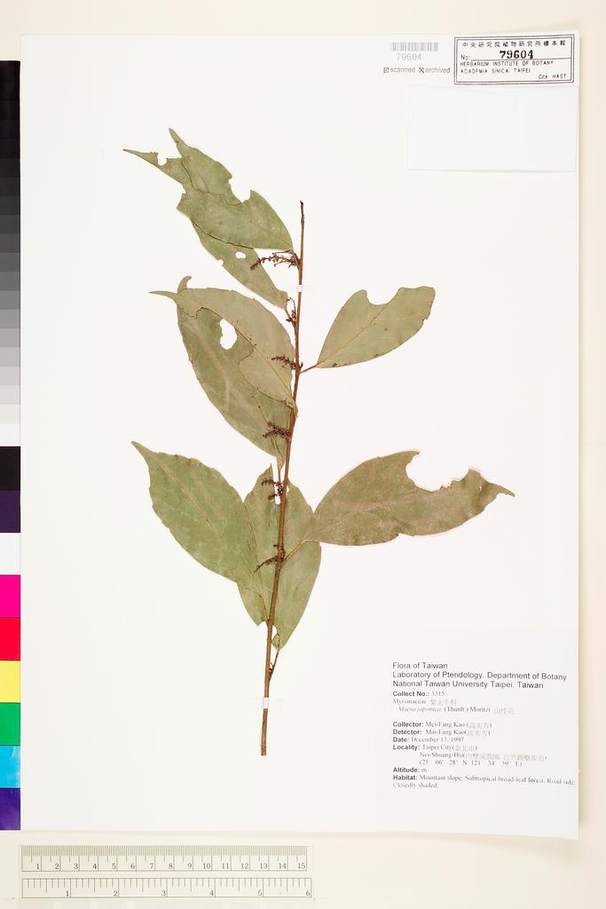 <Unit #68145 Kao, Mei-Fang | 高美芳 | 3315:: | Maesa japonica (Thunb.) Moritzi ex Zoll.>