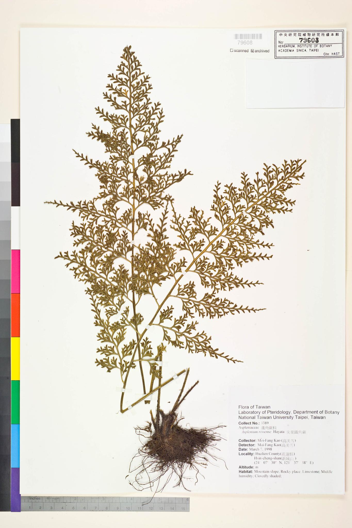 Sample image for viewer