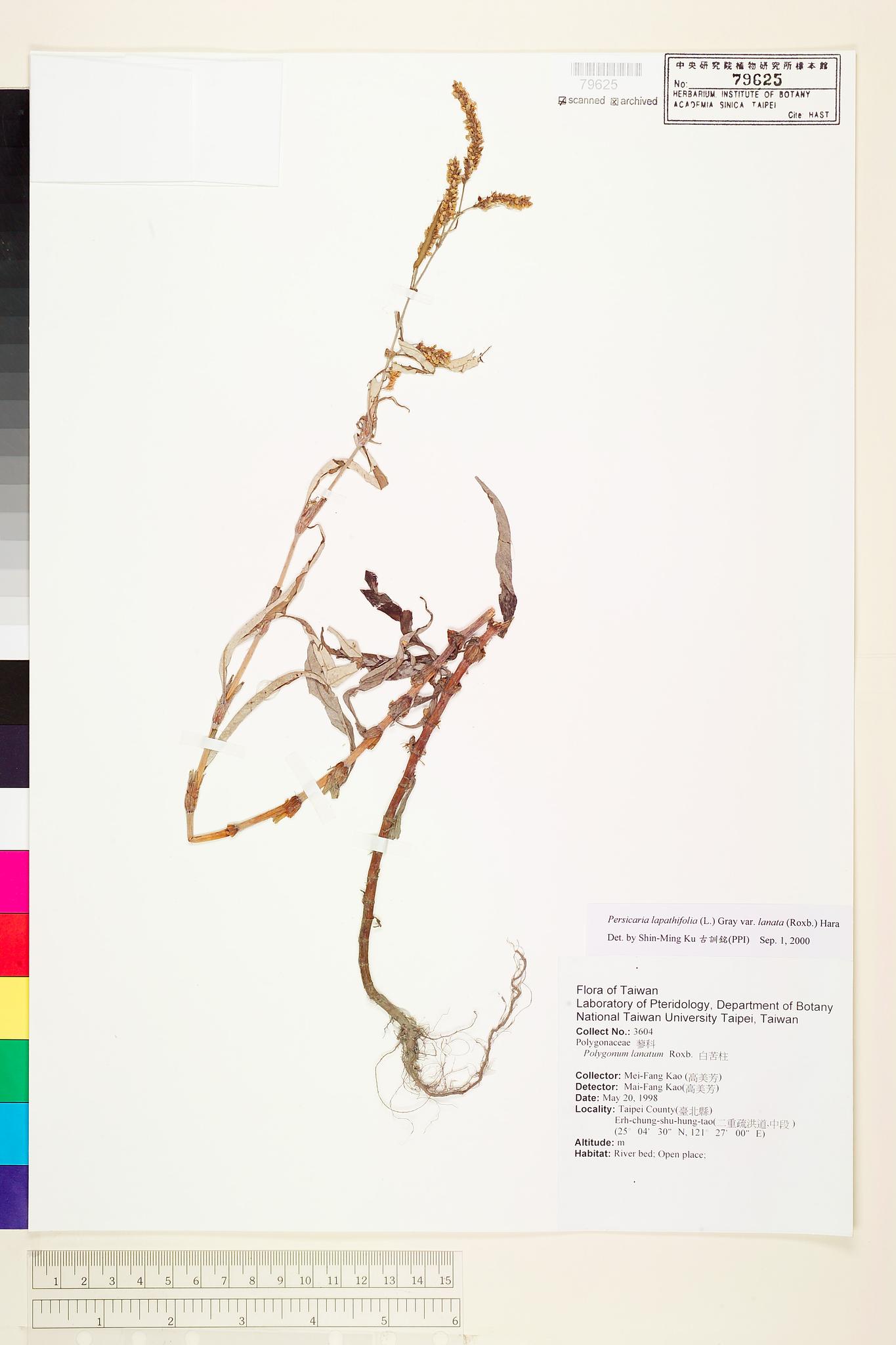 Sample image for viewer