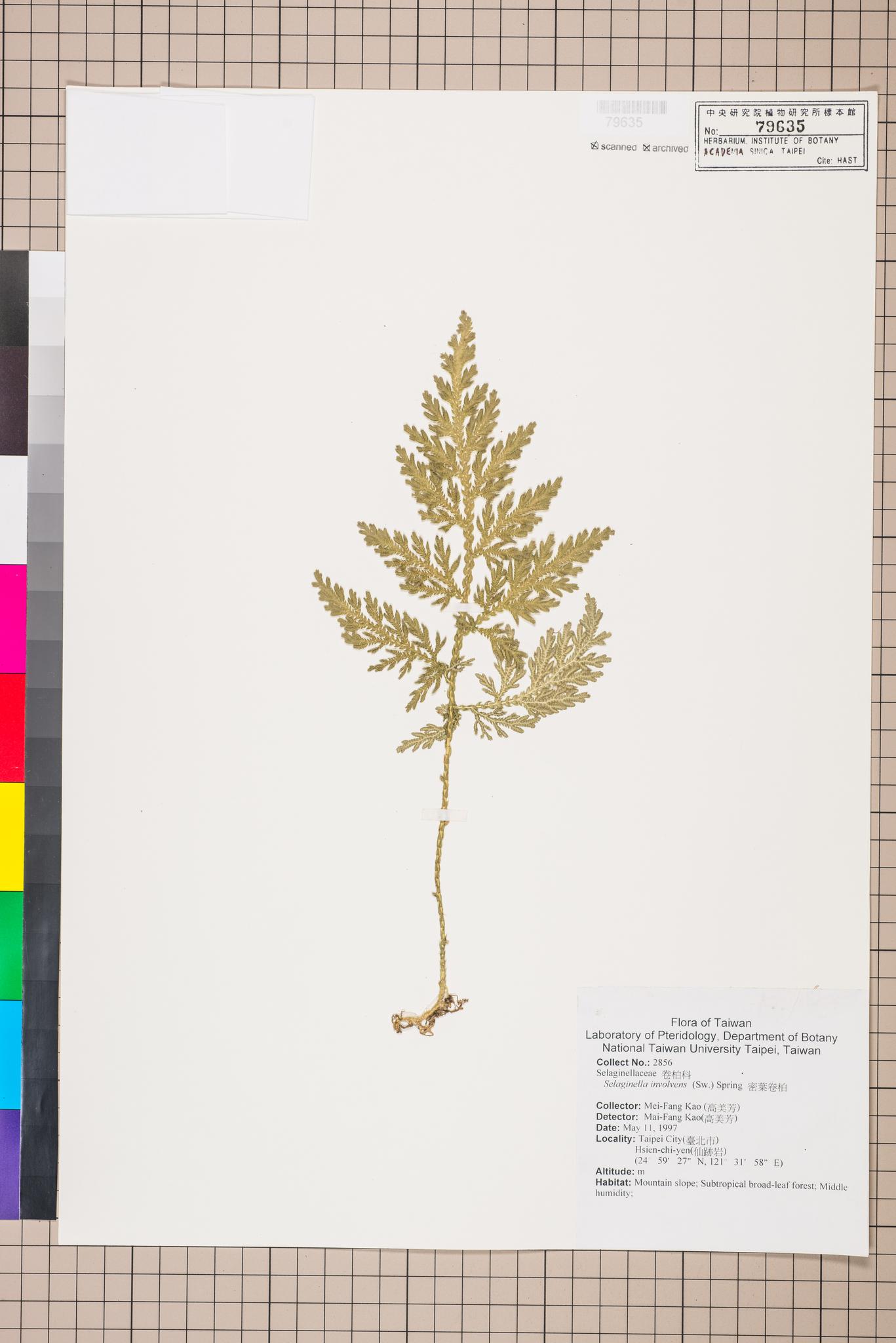 Sample image for viewer