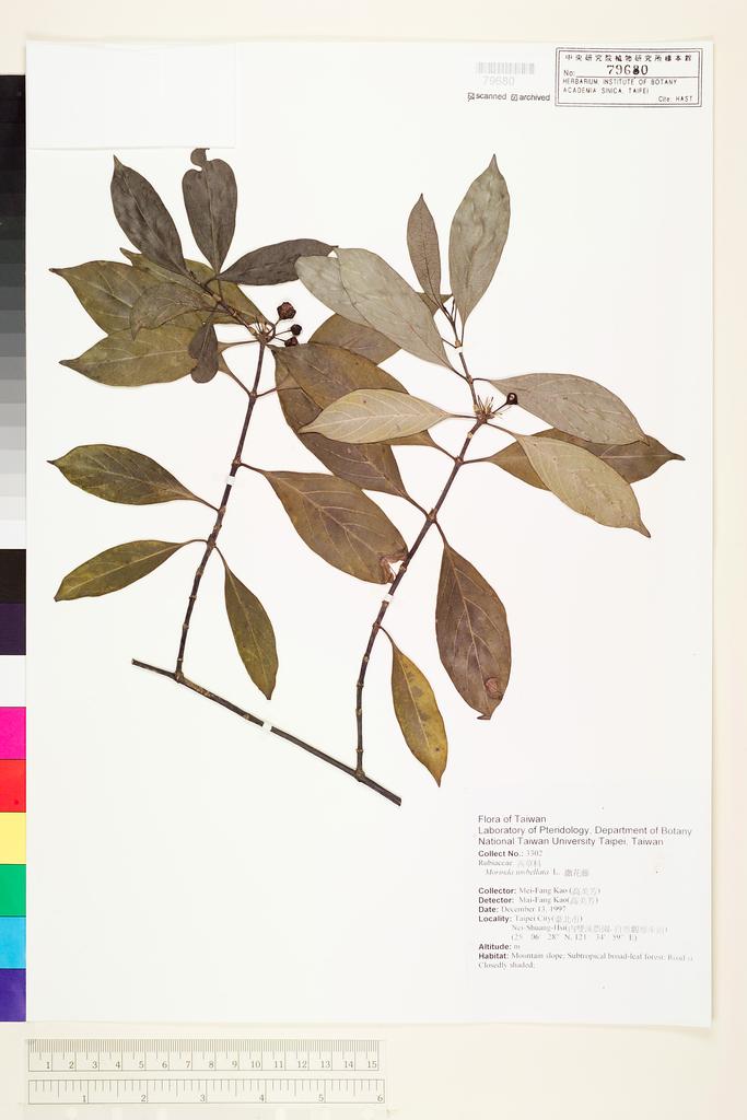 <Unit #71213 Kao, Mei-Fang | 高美芳 | 3302:: | Morinda umbellata L.>