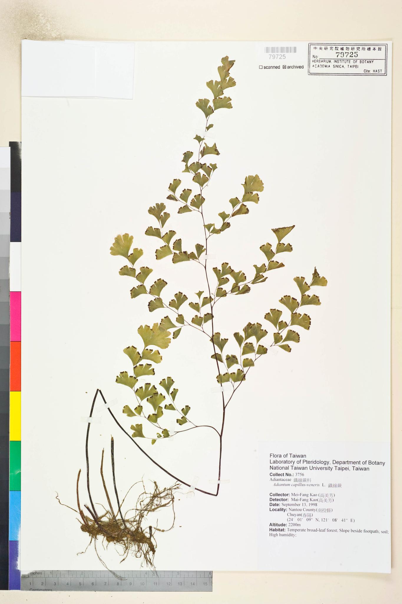 Sample image for viewer