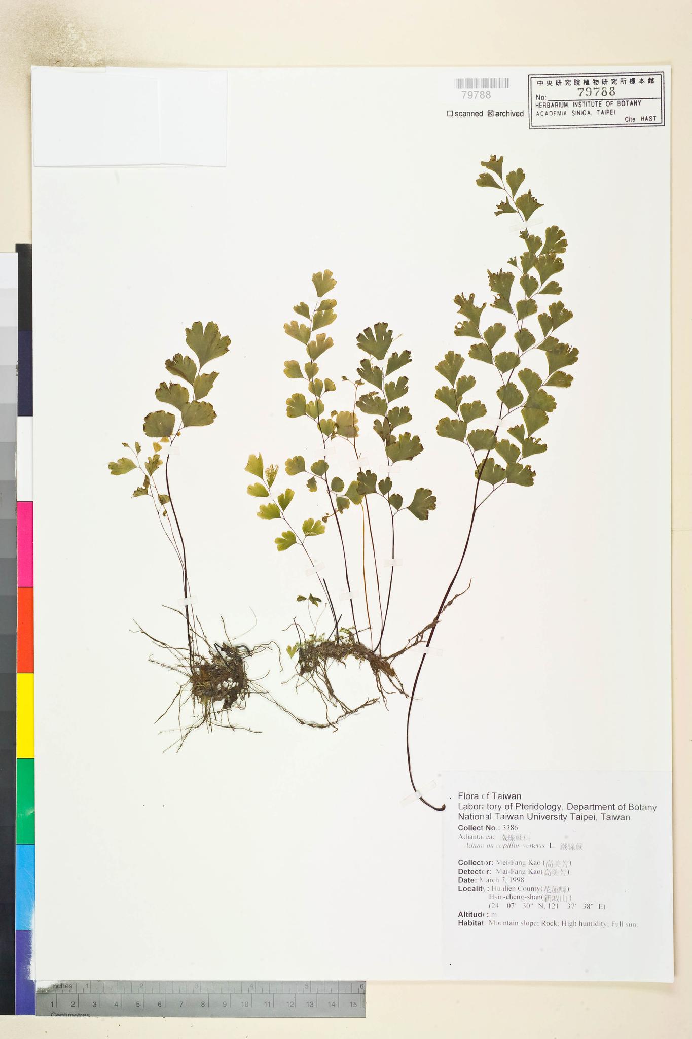 Sample image for viewer