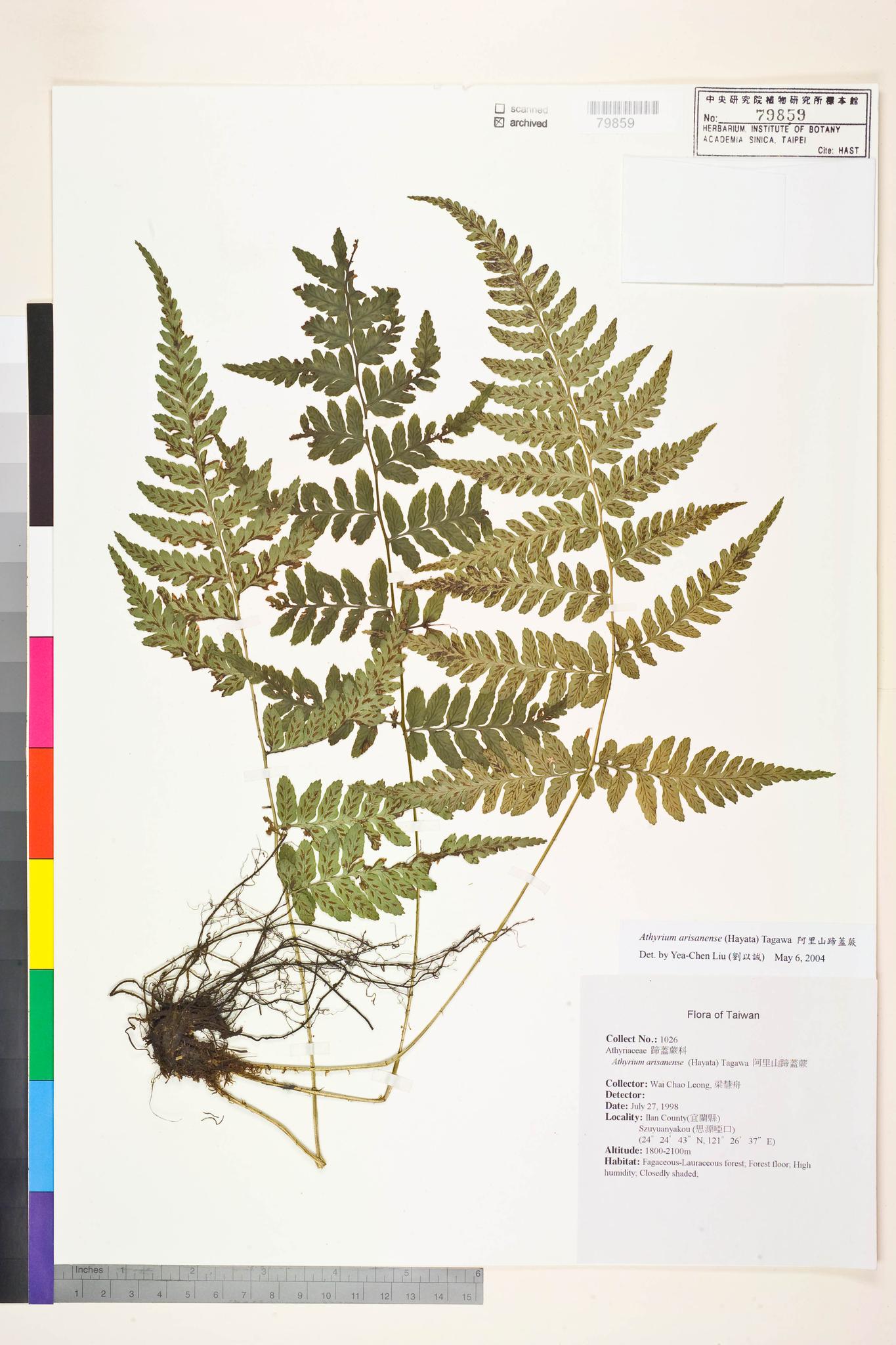 Sample image for viewer