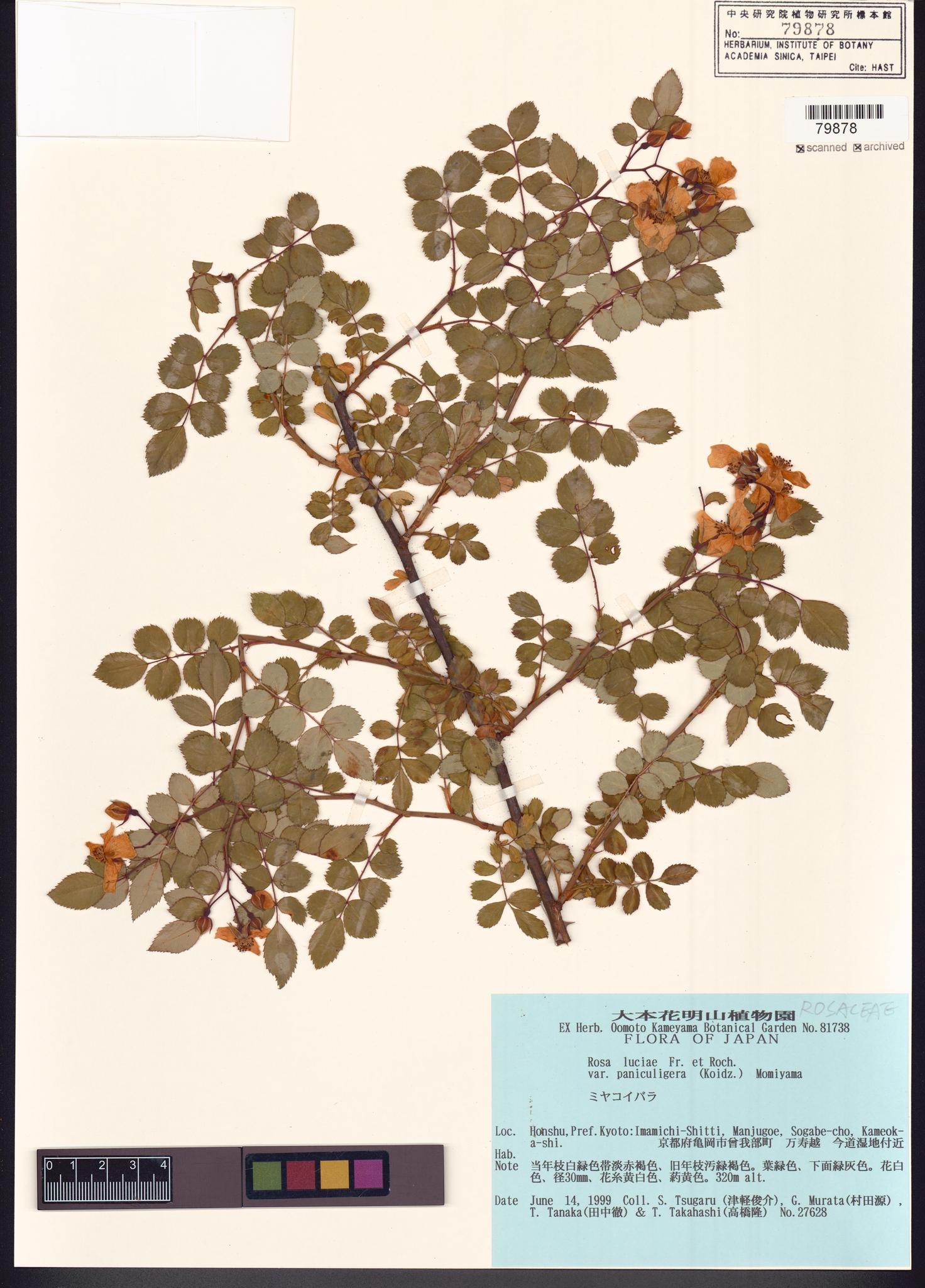 Sample image for viewer