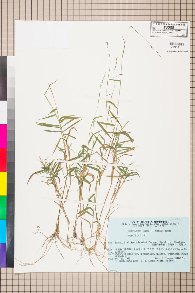 <Unit #108511 Tsugaru, S. | 津軽俊介 | 28401:: | Cleistogenes hackelii (Honda) Honda>