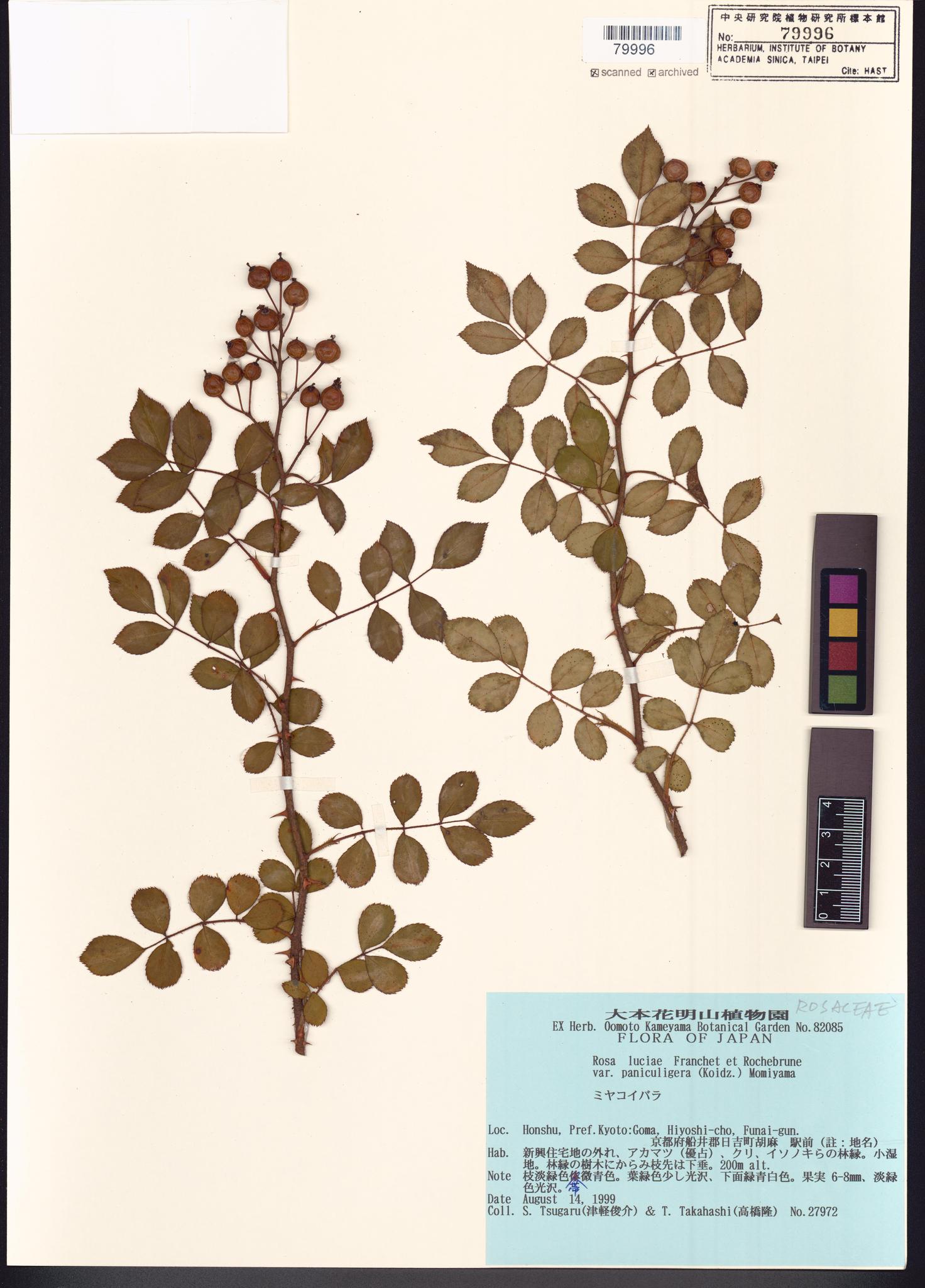 Sample image for viewer