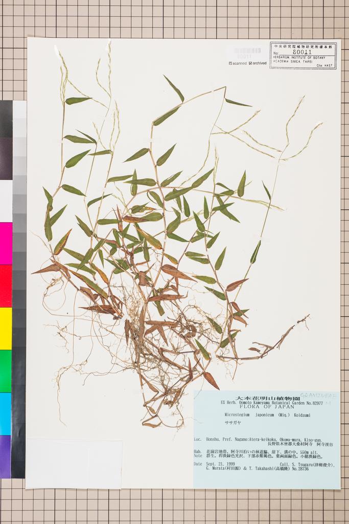 <Unit #111574 Tsugaru, S. | 津軽俊介 | 28736:: | Microstegium japonicum (Miq.) Koidz.>