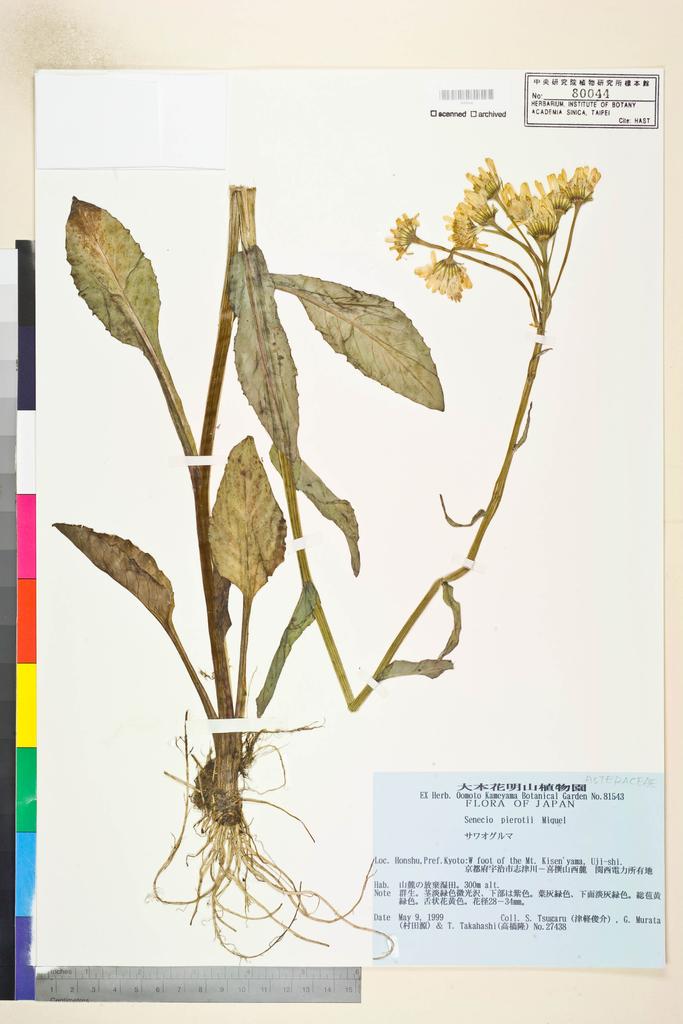 <Unit #115661 Tsugaru, S. | 津軽俊介 | 27438:: | Senecio pierotii Miq.>