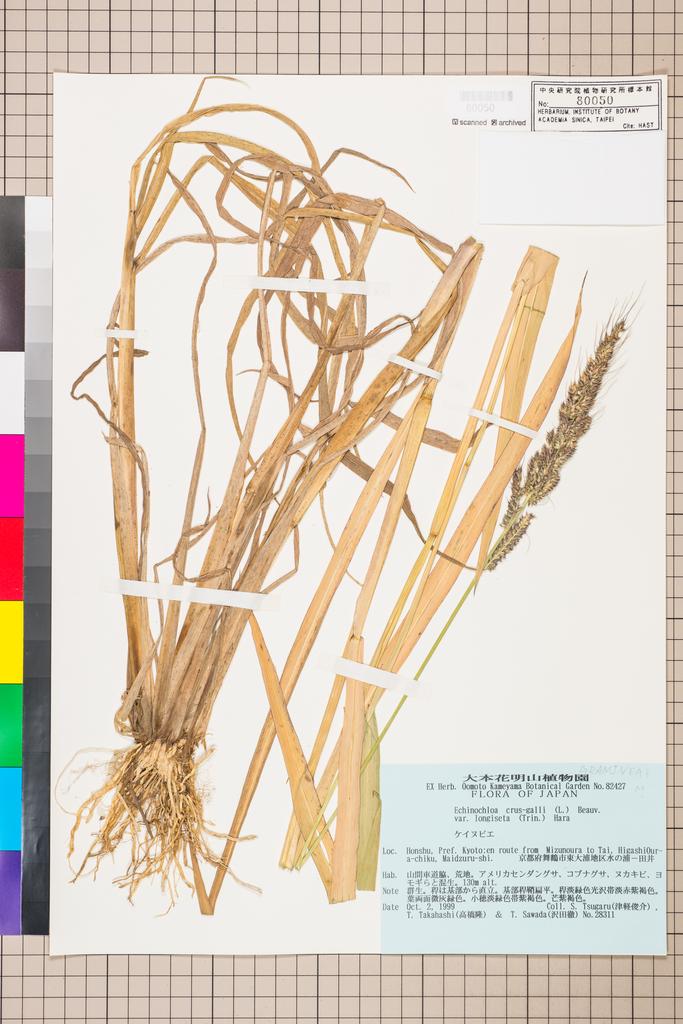 <Unit #109866 Tsugaru, S. | 津軽俊介 | 28311:: | Echinochloa crus-galli (L.) P. Beauv. var. longiseta (Trin.) Hara>