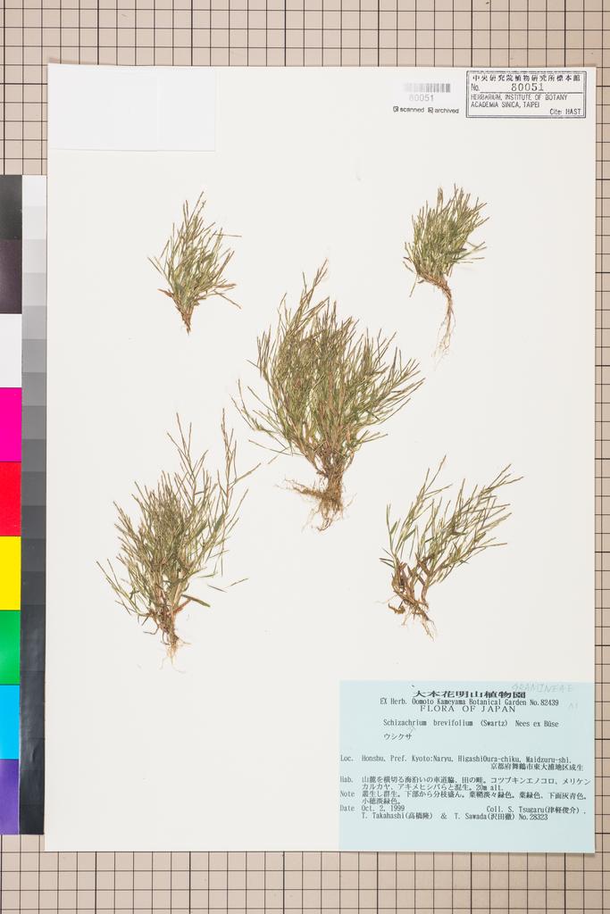 <Unit #114890 Tsugaru, S. | 津軽俊介 | 28323:: | Schizachyrium brevifolium (Sw.) Nees ex Buse>