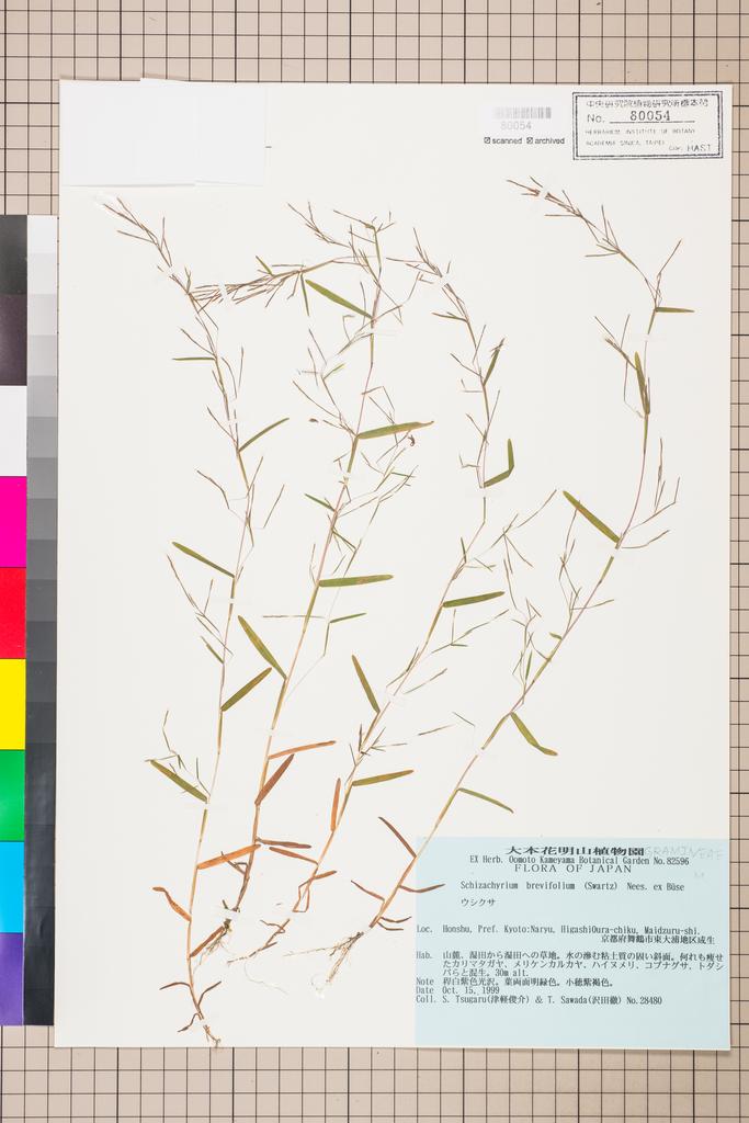 <Unit #114887 Tsugaru, S. | 津軽俊介 | 28480:: | Schizachyrium brevifolium (Sw.) Nees ex Buse>