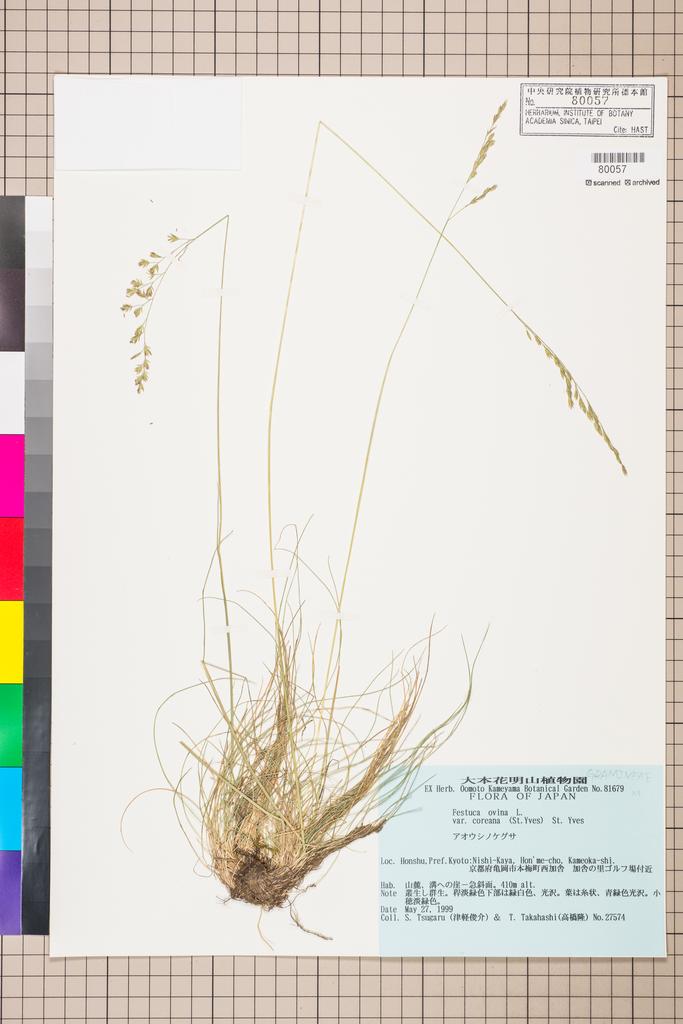 <Unit #110811 Tsugaru, S. | 津軽俊介 | 27574:: | Festuca ovina L. var. coreana St.-Yves>