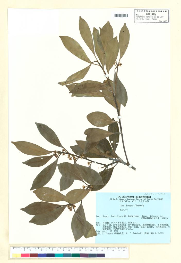 <Unit #99858 Tsugaru, S. | 津軽俊介 | 24355:: | Ilex integra Thunb.>