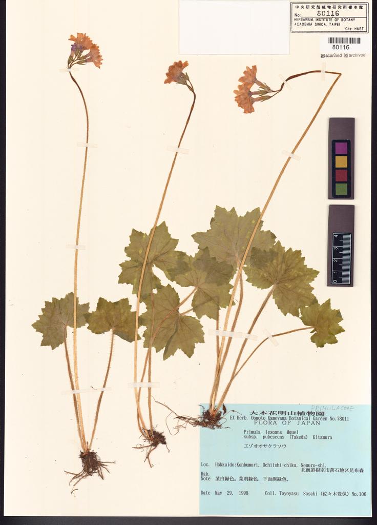 <Unit #122755  | 106:: | Primula jesoana Miq.>