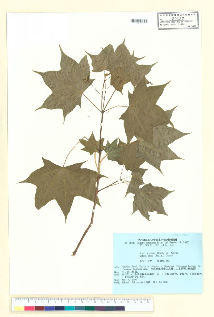 <Unit #97527  | 2600:: | Acer pictum Thunb. subsp. mono (Maxim.) H. Ohashi>