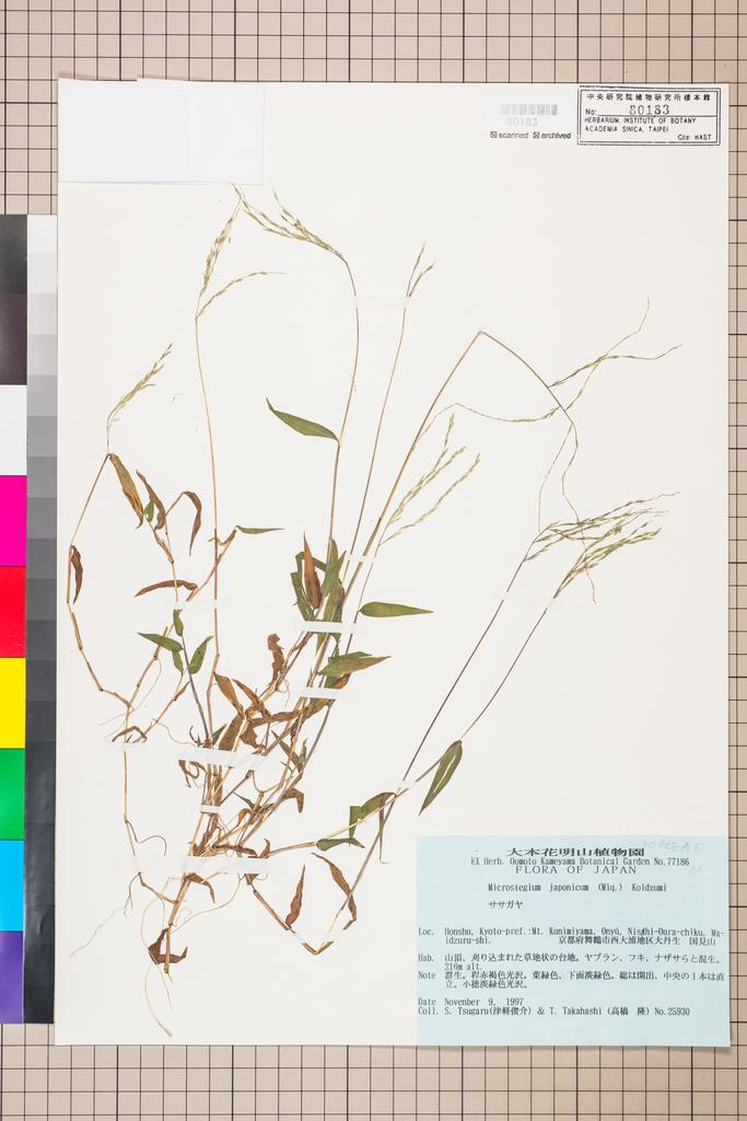 <Unit #111582 Tsugaru, S. | 津軽俊介 | 25930:: | Microstegium japonicum (Miq.) Koidz.>