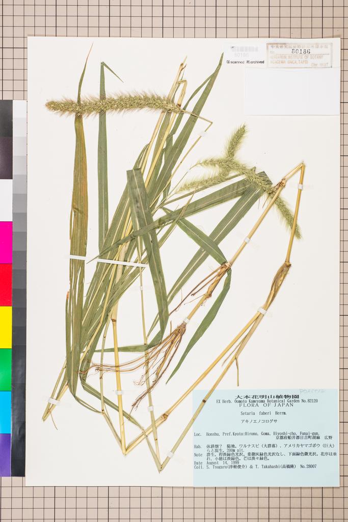 <Unit #115066 Tsugaru, S. | 津軽俊介 | 28007:: | Setaria faberii R. A. W. Herrm.>