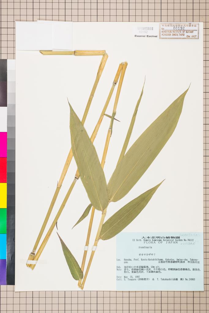 <Unit #115833 Tsugaru, S. | 津軽俊介 | 24983:: | Arundinaria>