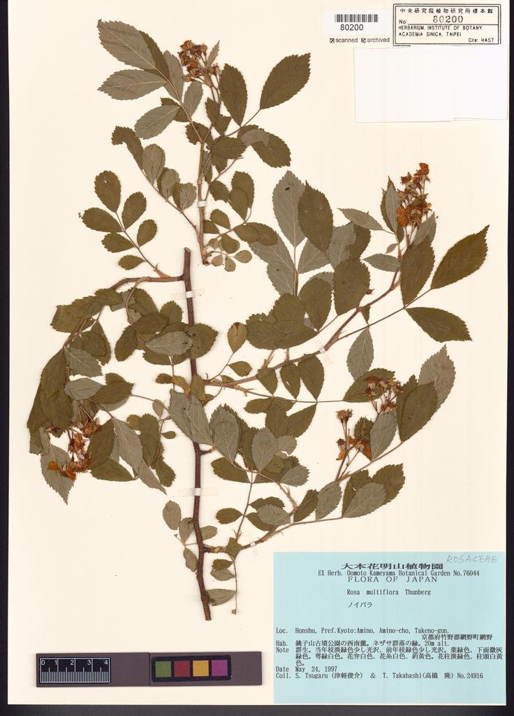 <Unit #109227  | 24916:: | Rosa multiflora Thunb.>
