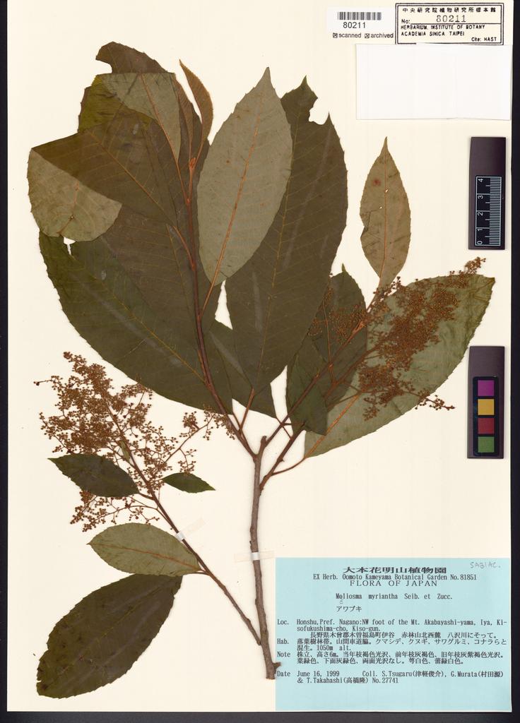 <Unit #109864 Tsugaru, S. | 津軽俊介 | 27741:: | Meliosma myriantha Siebold & Zucc.>