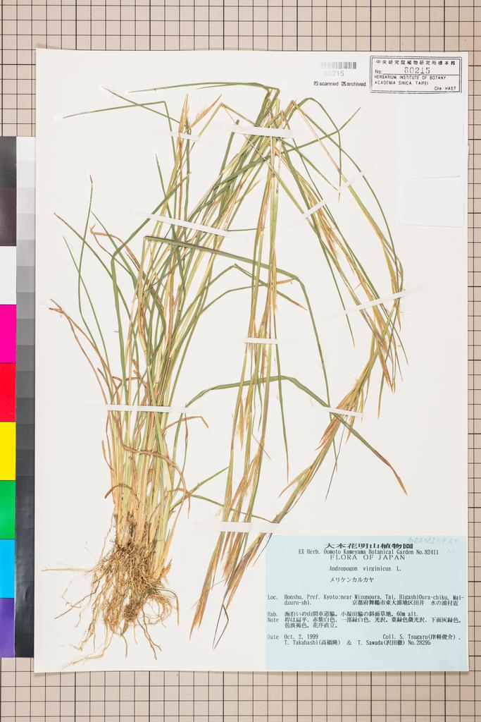 <Unit #115200 Tsugaru, S. | 津軽俊介 | 28295:: | Andropogon>