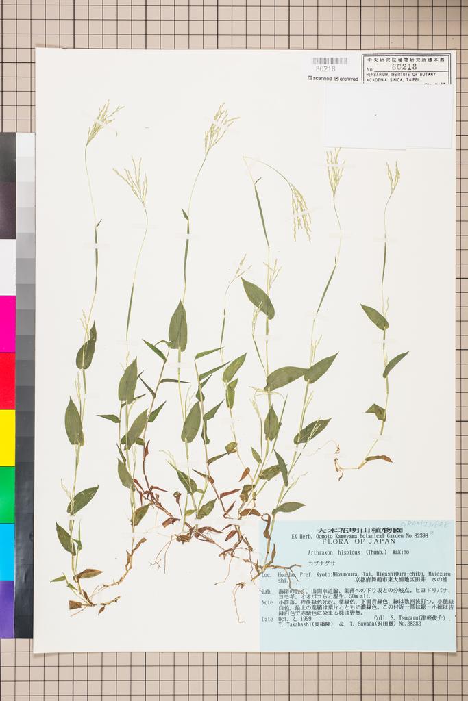 <Unit #115609 Tsugaru, S. | 津軽俊介 | 28282:: | Arthraxon hispidus (Thunb.) Makino>