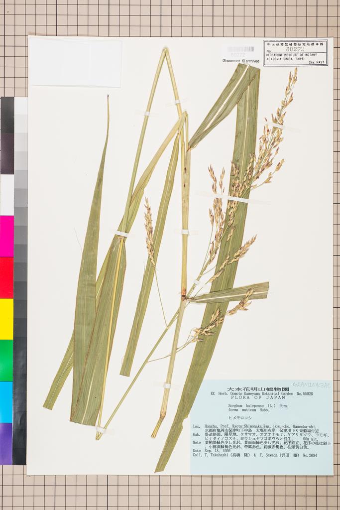 <Unit #115362 Takahashi, T. |  | 2694:: | Sorghum>