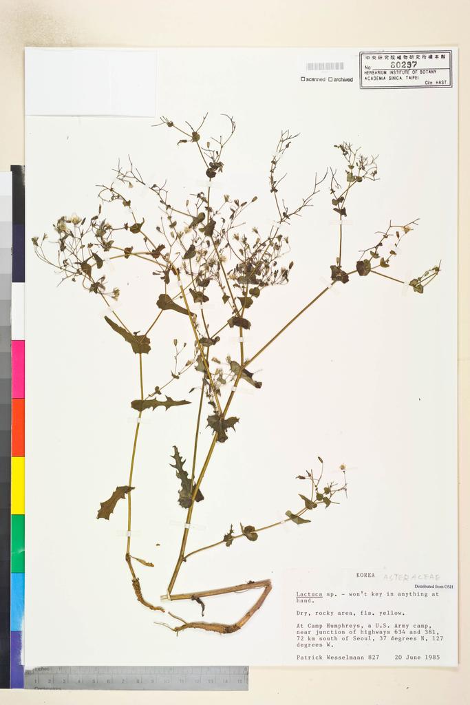<Unit #112837  | 827:: | Lactuca>