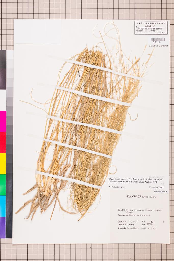 <Unit #115703 Fosberg, F. R. |  | 38906:: | POACEAE>