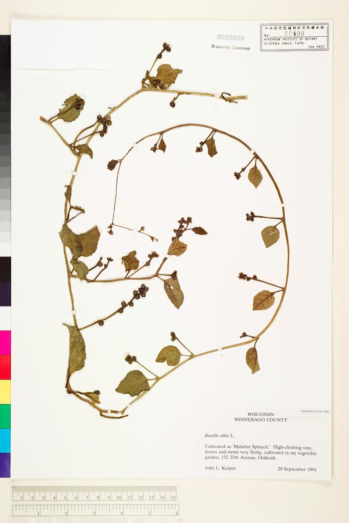 <Unit #117138  | :: | Basella alba L.>