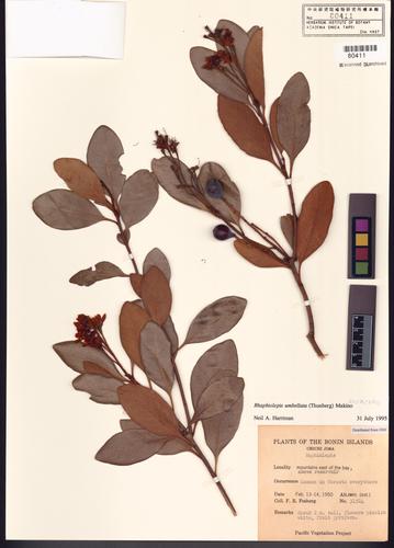 Rhaphiolepis umbellata (Thunb. ex Murray) Makino