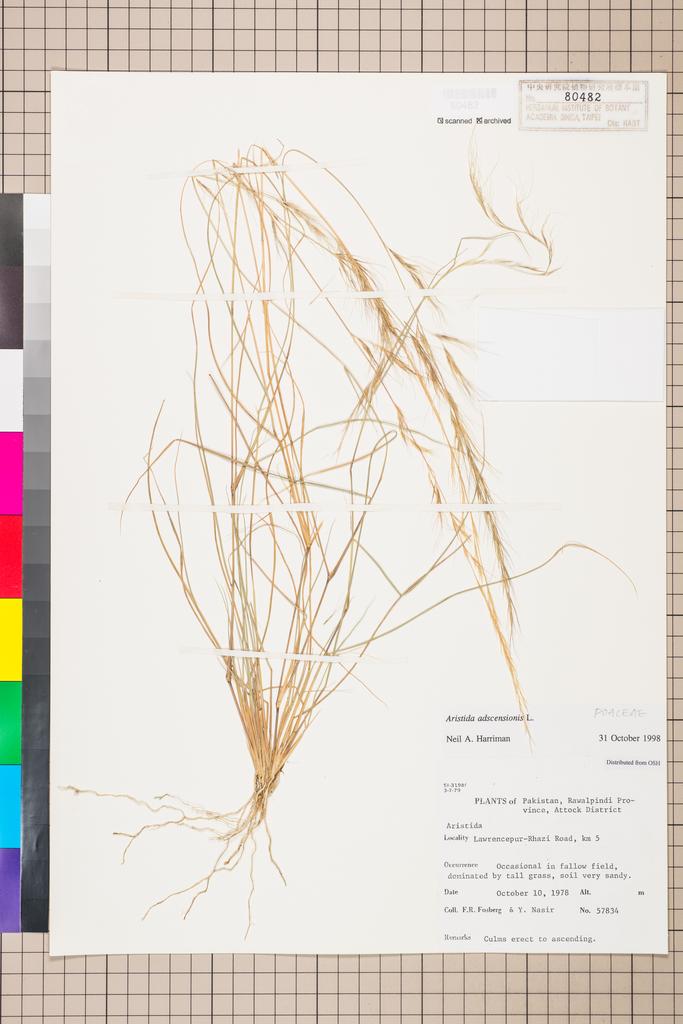 <Unit #115408 Fosberg, F. R. |  | 57834:: | Aristida adscensionis L.>