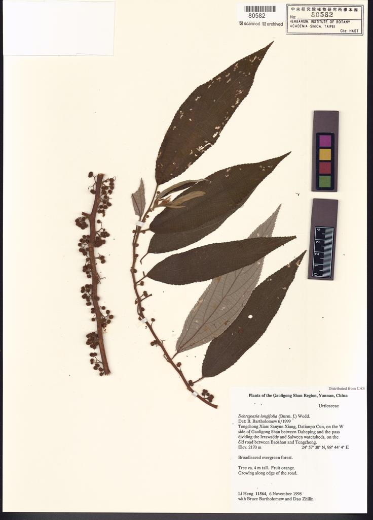 <Unit #100459 Li, Heng | 李恒 | 11564:: | Debregeasia longifolia (Burm. f.) Wedd.>