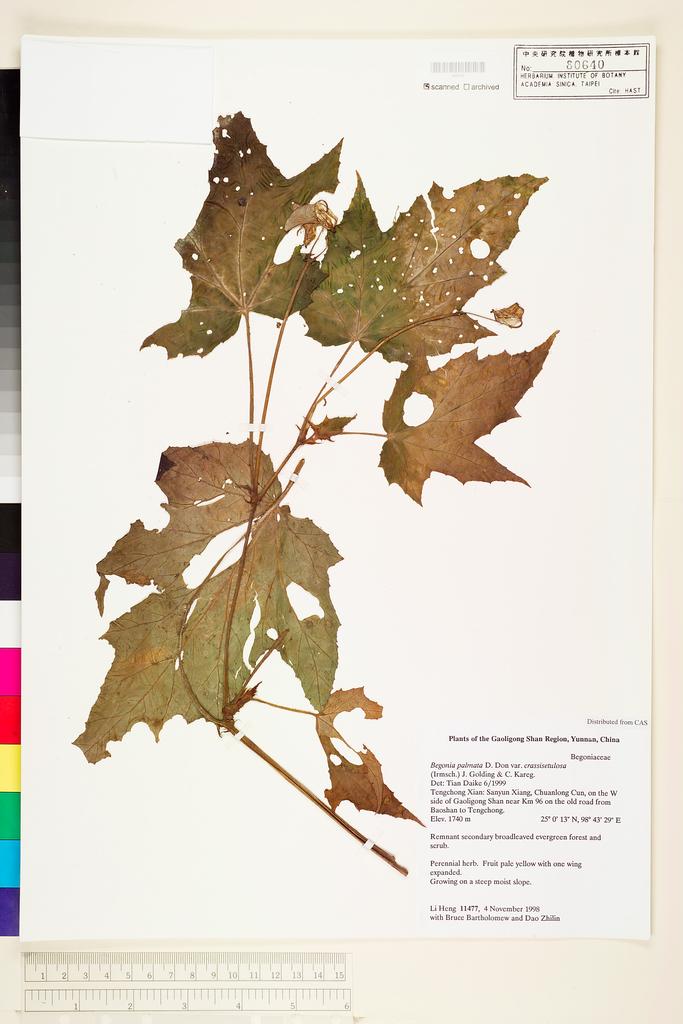<Unit #117237 Li, Heng | 李恒 | 11477:: | Begonia difformis (Irmsch.) W. C. Leong, C. I Peng & K. F Chung>